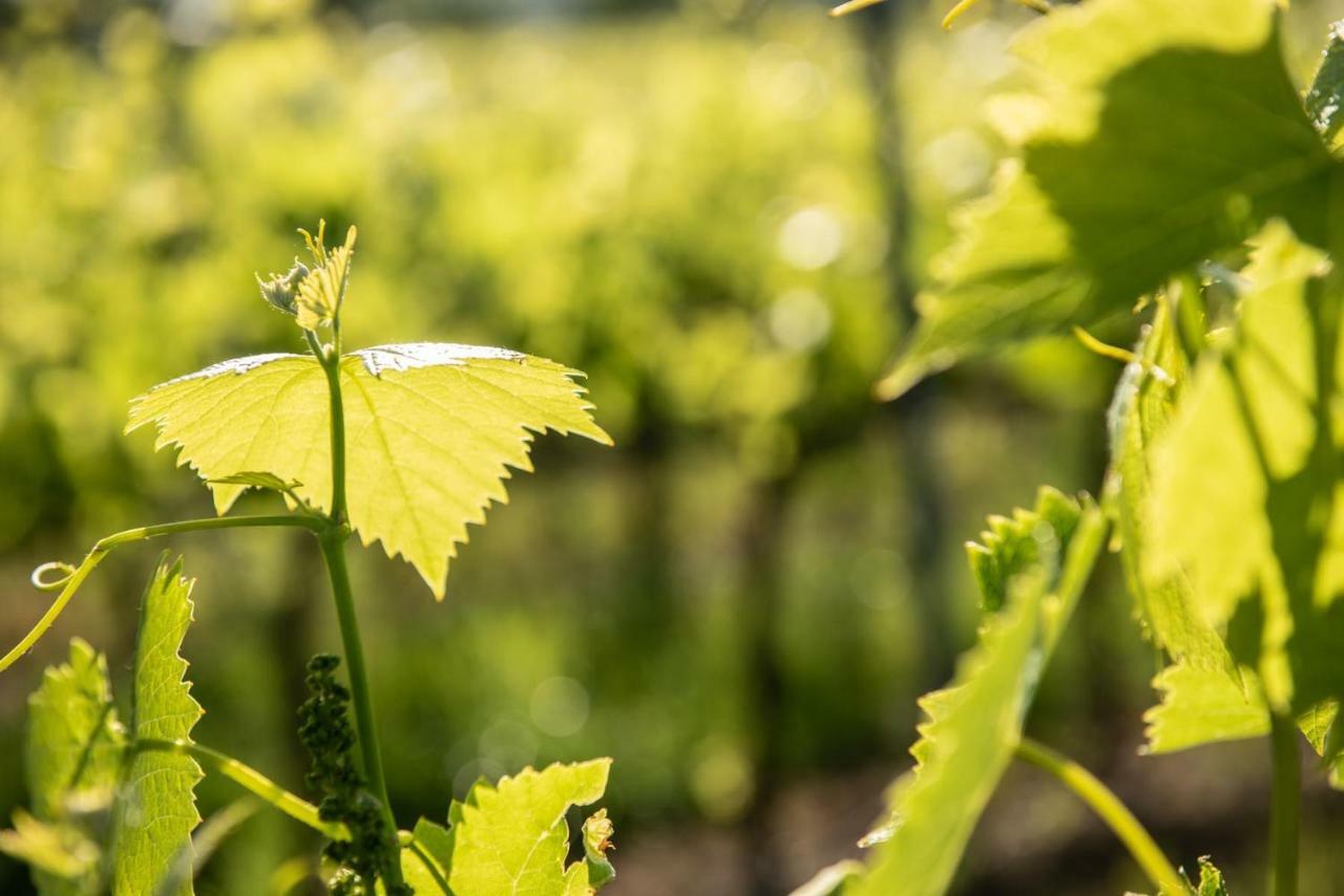 Agriturismo Casale Ugolini Montespertoli Zewnętrze zdjęcie